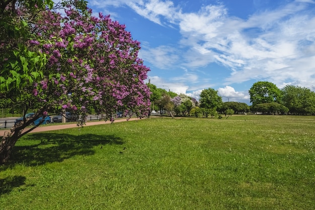 Beau paysage urbain d'été avec des lilas en fleurs