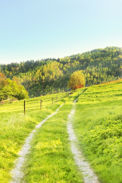 Un beau paysage verdoyant d'un chemin dans les montagnes polonaises