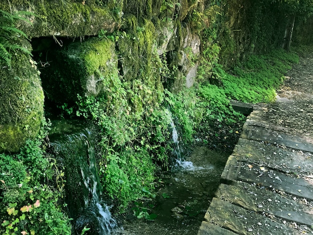 Beau paysage vert en Espagne. Fontaine naturelle entre montagnes et beaucoup de vegeta