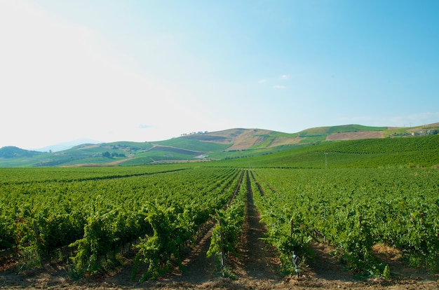 Beau paysage de vignobles en Italie