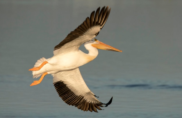 Beau pélican blanc survolant un lac