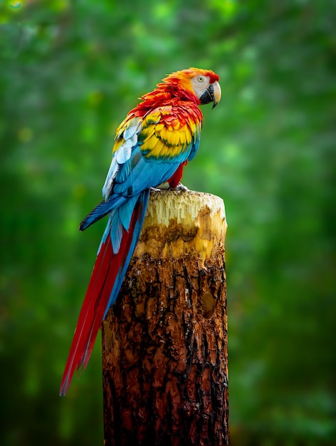 Un beau perroquet ara est assis sur une branche