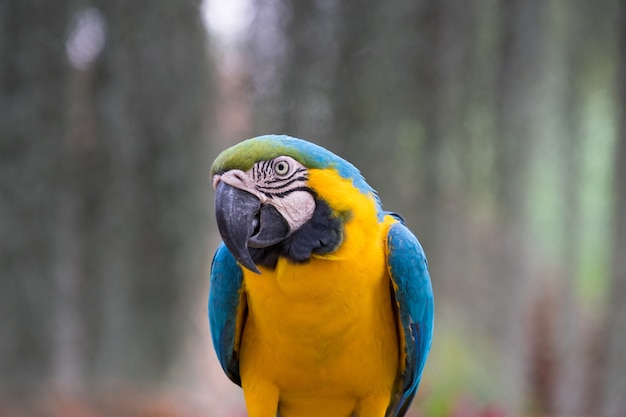 Beau perroquet d&#39;aras bleu et or sur une branche de poteau