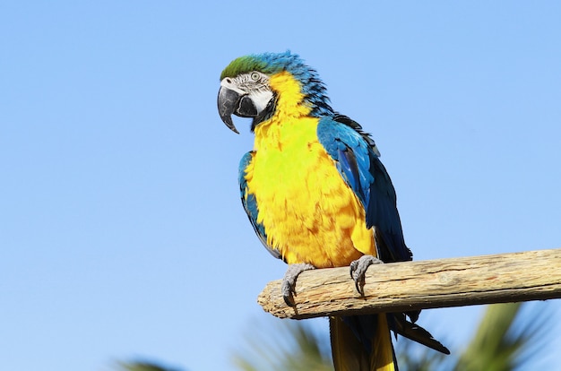 un beau perroquet bleu et jaune