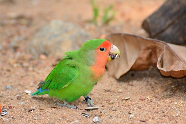 Beau perroquet coloré