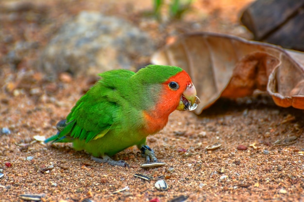 Beau perroquet coloré