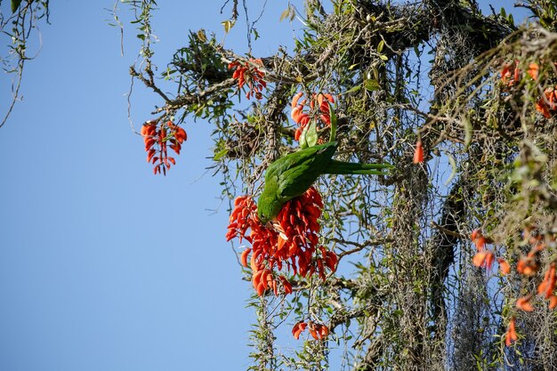 Beau perroquet dans l'arbre se nourrissant en hiver au Brésil