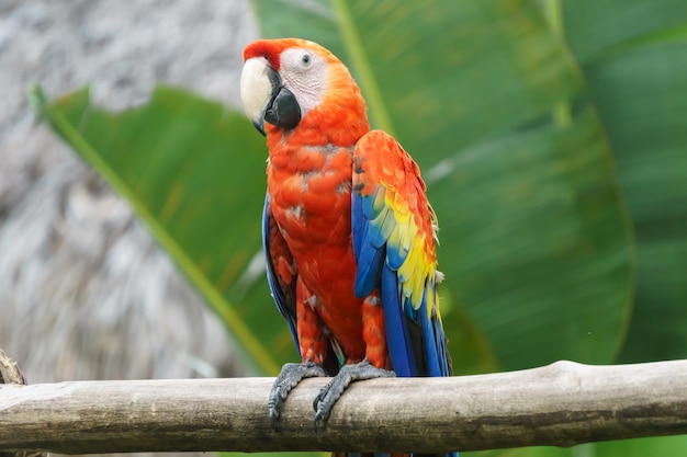 Beau perroquet rouge dans la nature