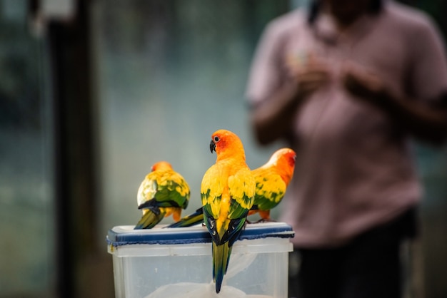 Beau perroquet, Sun Conure sur la boîte à nourriture