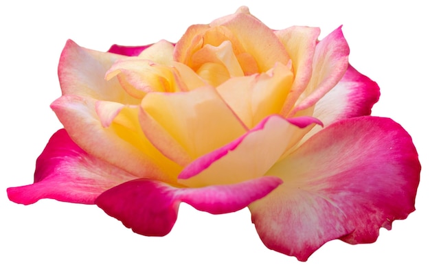 Beau pétale de pastel de rose rose jaune isolé sur blanc avec un tracé de détourage