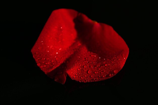 Beau pétale de rose sur fond sombre