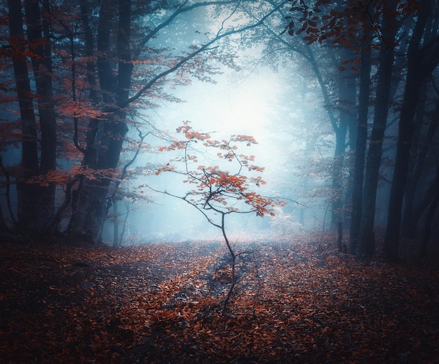 Beau petit arbre dans le brouillard bleu en automne Paysage coloré avec forêt mystique Arbres enchantés avec des feuilles rouges dans la brume Paysage avec des bois brumeux rêveurs sombres Couleurs d'automne en octobre Nature