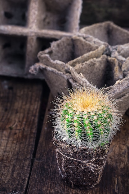 Beau petit cactus