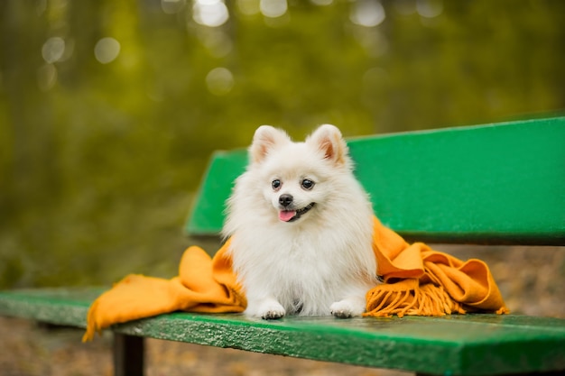 un beau petit chien blanc est assis à l'automne dans la forêt