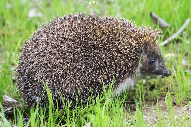 Un beau petit hérisson se promène dans l'herbe verte du printemps