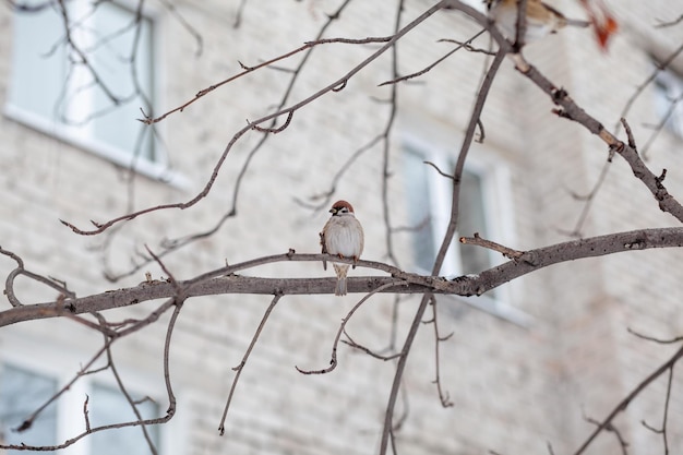 Un beau petit moineau sur une branche en hiver et vole pour se nourrir. D'autres oiseaux sont également assis