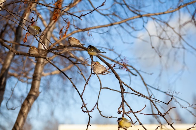 Un beau petit moineau sur une branche en hiver et vole pour se nourrir D'autres oiseaux sont également assis