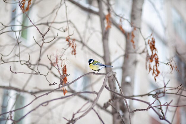 Un beau petit oiseau bleu se repose sur une branche en hiver et vole