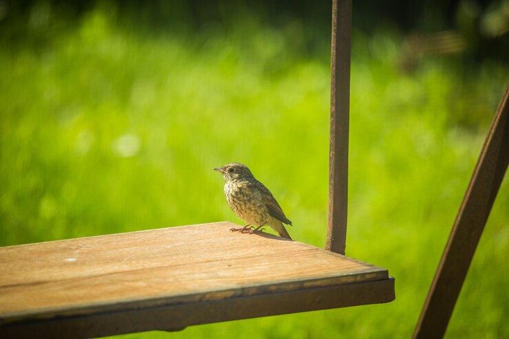 Photo un beau petit oiseau chanteur se nourrit et chante dans le jardin.