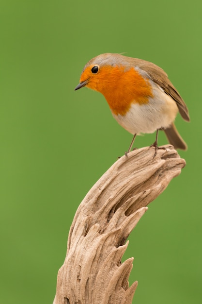 Beau petit oiseau