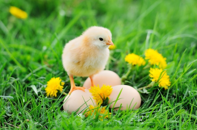 Photo beau petit poulet sur l'herbe verte dans le jardin