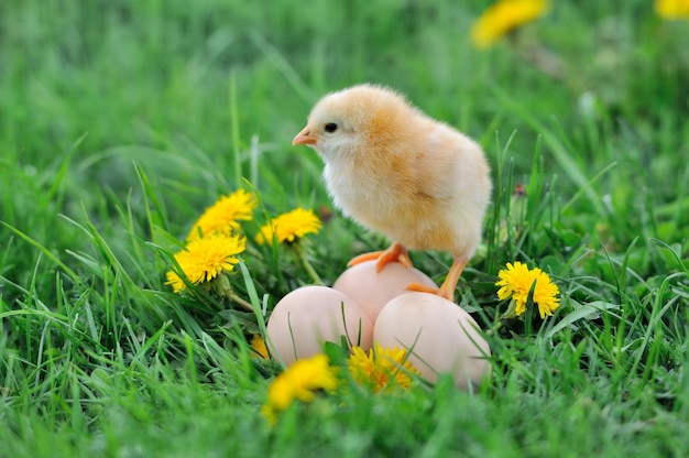 Beau petit poulet sur l'herbe verte