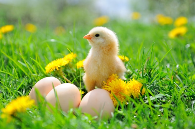 Beau petit poulet sur l'herbe verte