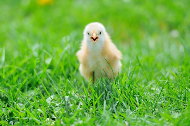 Beau petit poulet sur l'herbe verte