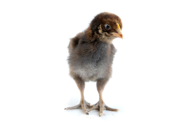 Beau petit poulet mignon isolé sur blanc