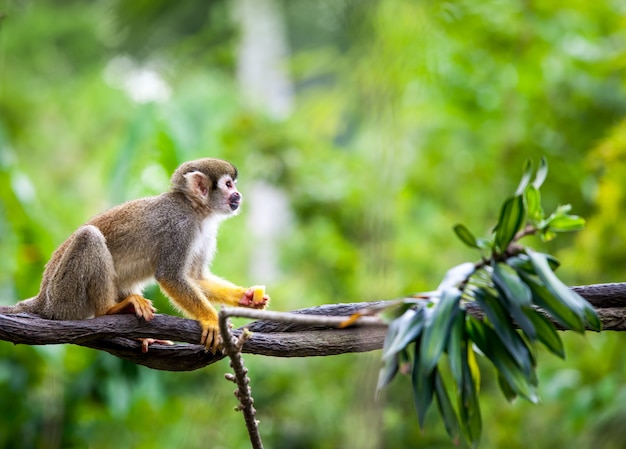 Beau petit singe écureuil