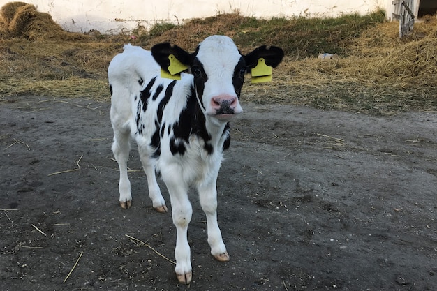 Beau petit veau dans une ferme laitière, élevage