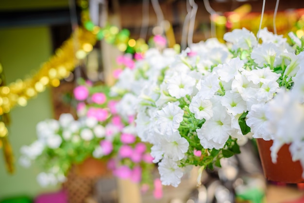 Beau pétunia blanc dans un pot en plastique rouge au marché de pétunias en Thaïlande