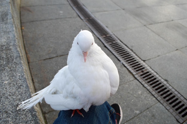 Le beau pigeon blanc se repose sur le genou d'un homme