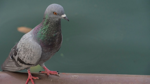 Photo beau pigeon dans le parc