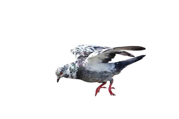 Photo beau pigeon volant isolé sur fond blanc