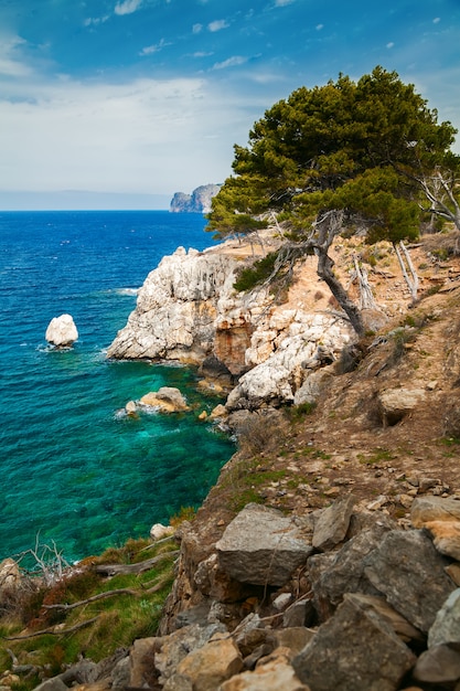 Beau pin poussant sur une côte rocheuse