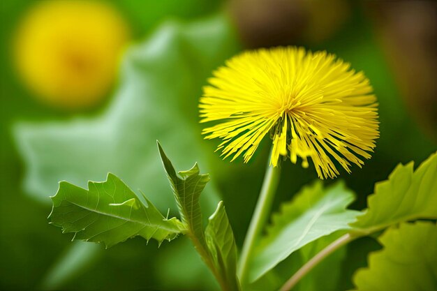 Beau pissenlit jaune soufflant dans le vent parmi les feuilles vertes et les tiges génératives ai