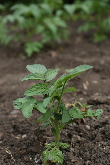 Beau plant de pomme de terre verte qui pousse dans le jardin