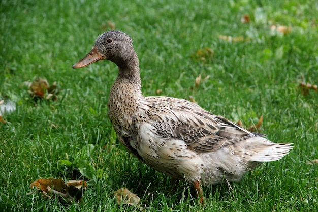 Un beau plumage de canard sur l'herbe au printemps