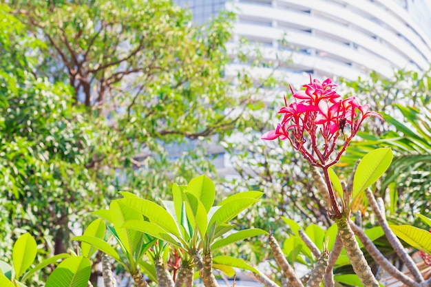 Photo beau plumeria rose violet ou fleurs de frangipanier mise au point sélective espace de copie