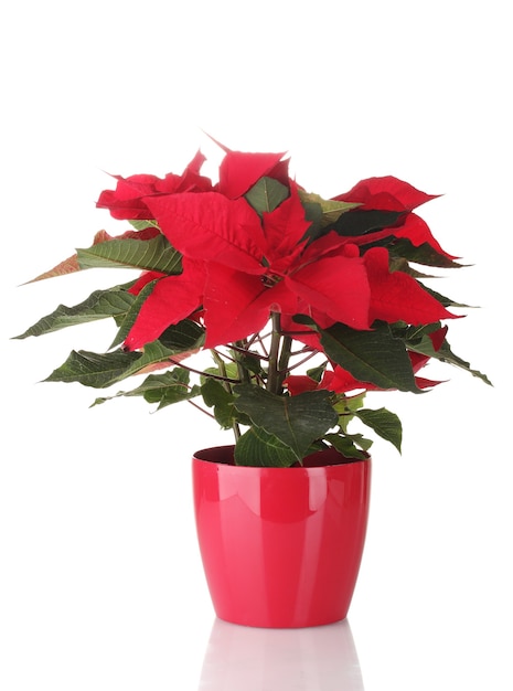 Beau Poinsettia En Pot De Fleurs Isolé Sur Blanc