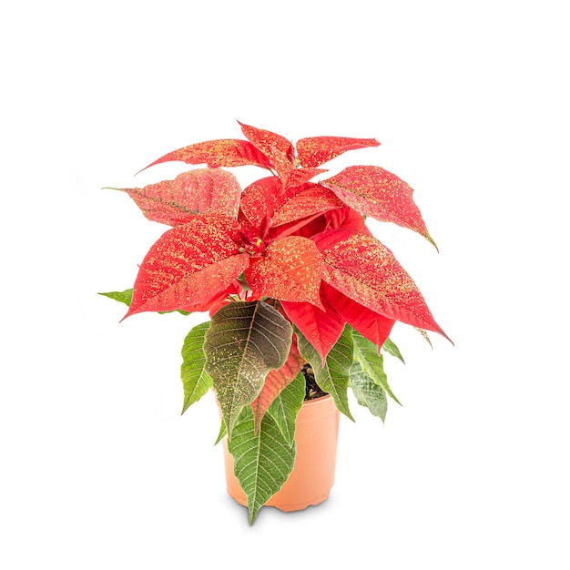 Beau poinsettia en pot de fleurs