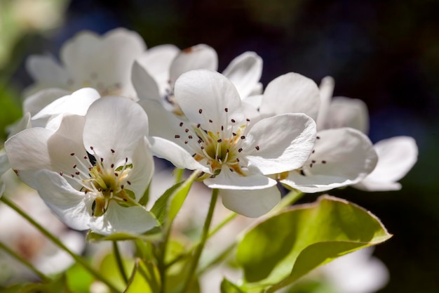 Un beau poirier pendant la floraison avec des fleurs blanches