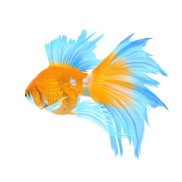 Beau poisson betta coloré sur fond blanc