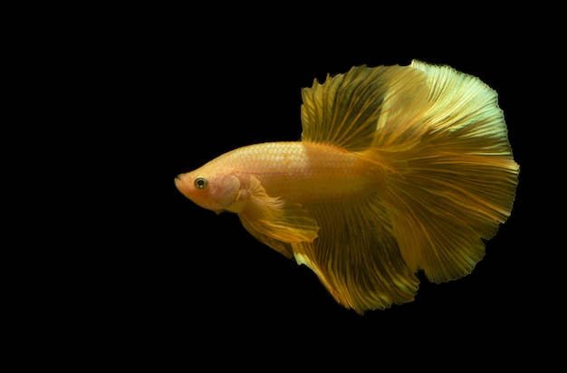 Photo beau poisson betta doré rare ou poisson combattant sur fond noir