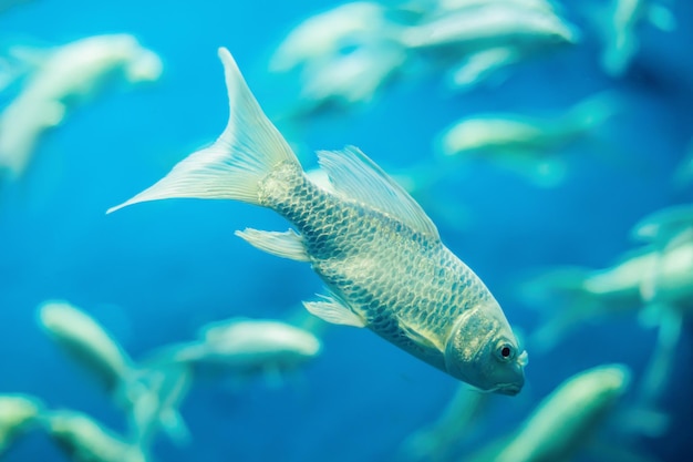 Beau poisson blanc sur fond bleu