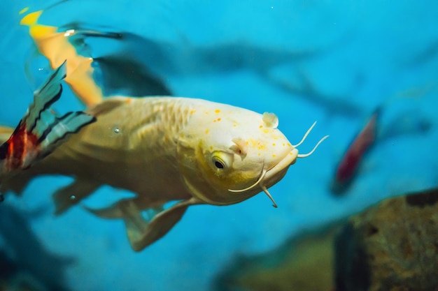 Beau poisson blanc sur fond bleu