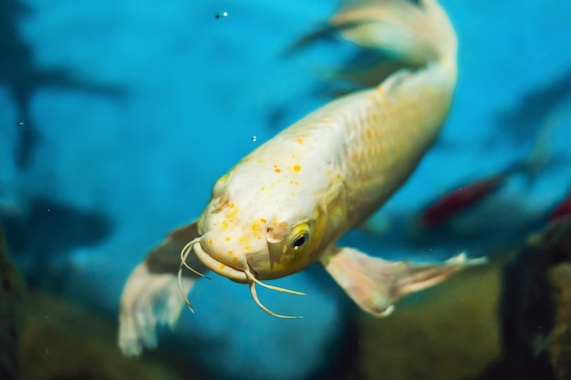 Beau poisson blanc sur fond bleu