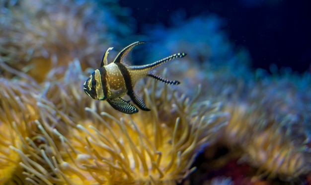 Photo beau poisson-clown dans un banc de corail dans la mer