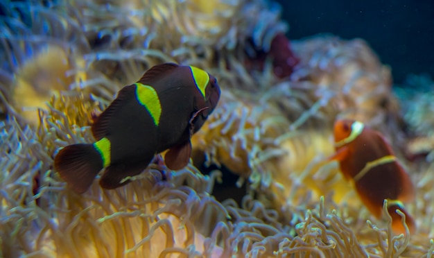 Photo beau poisson-clown dans un banc de corail dans la mer